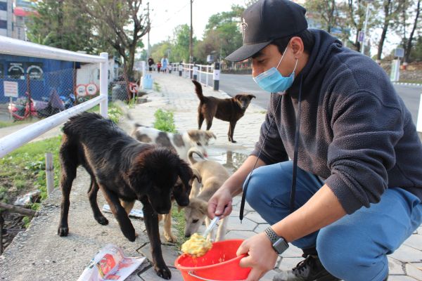 Daily feeding rounds for dogs in Kathmandu