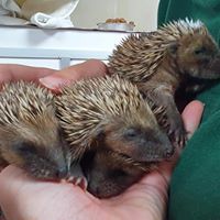 Hedgehogs at Folly Wildlife Rescue
