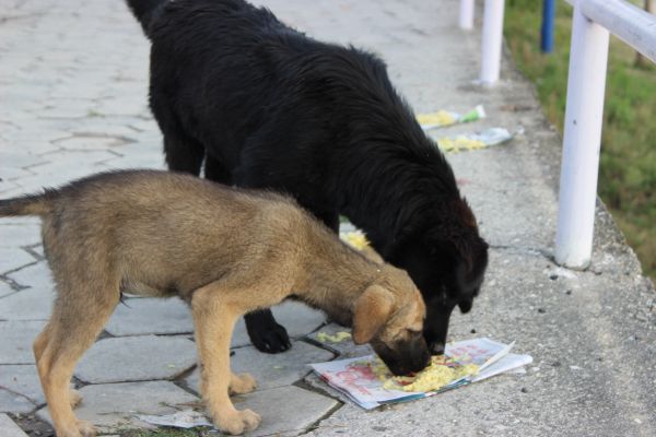 Dogs sharing a meal in Kathmandu